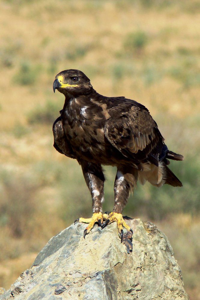 Хоть и не высоко сижу, но гляжу зорко...