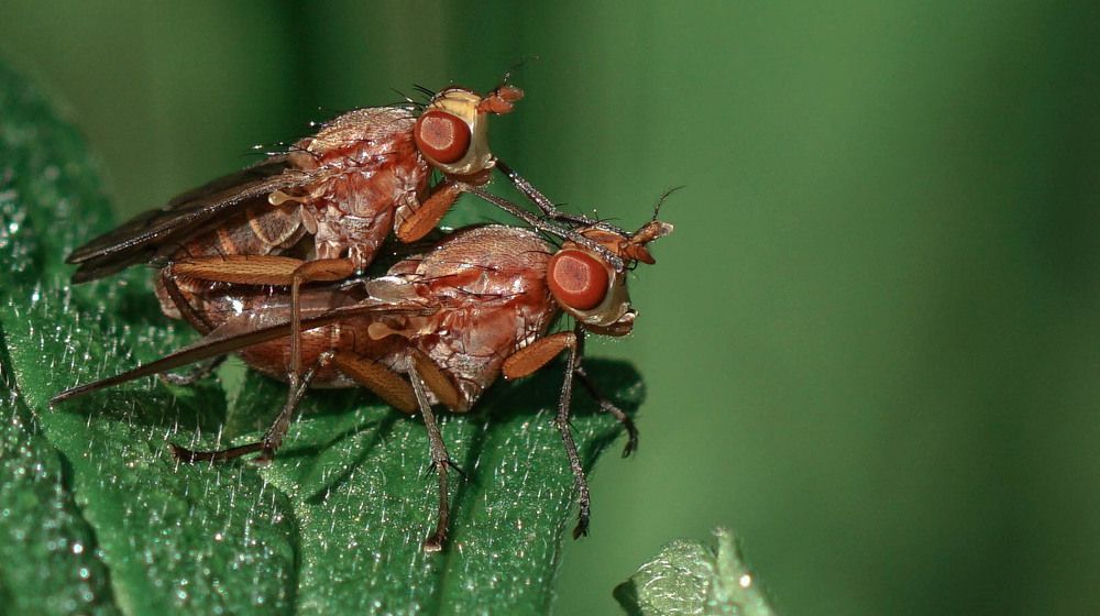 Скатофага фурката (хищные мухи)