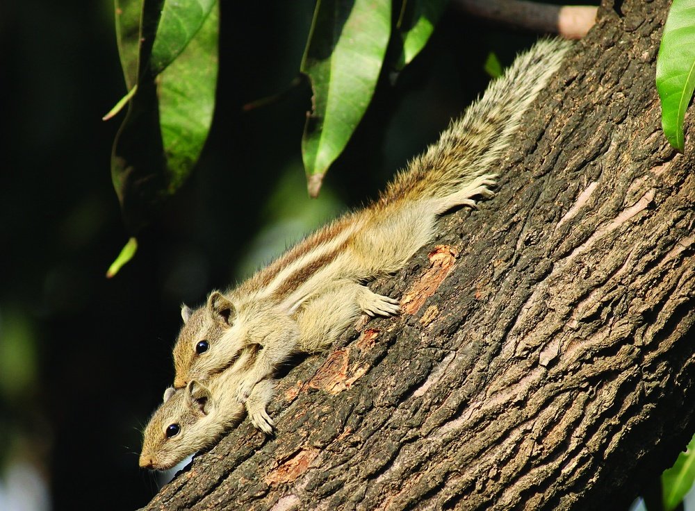 Wild Love of Squirrel