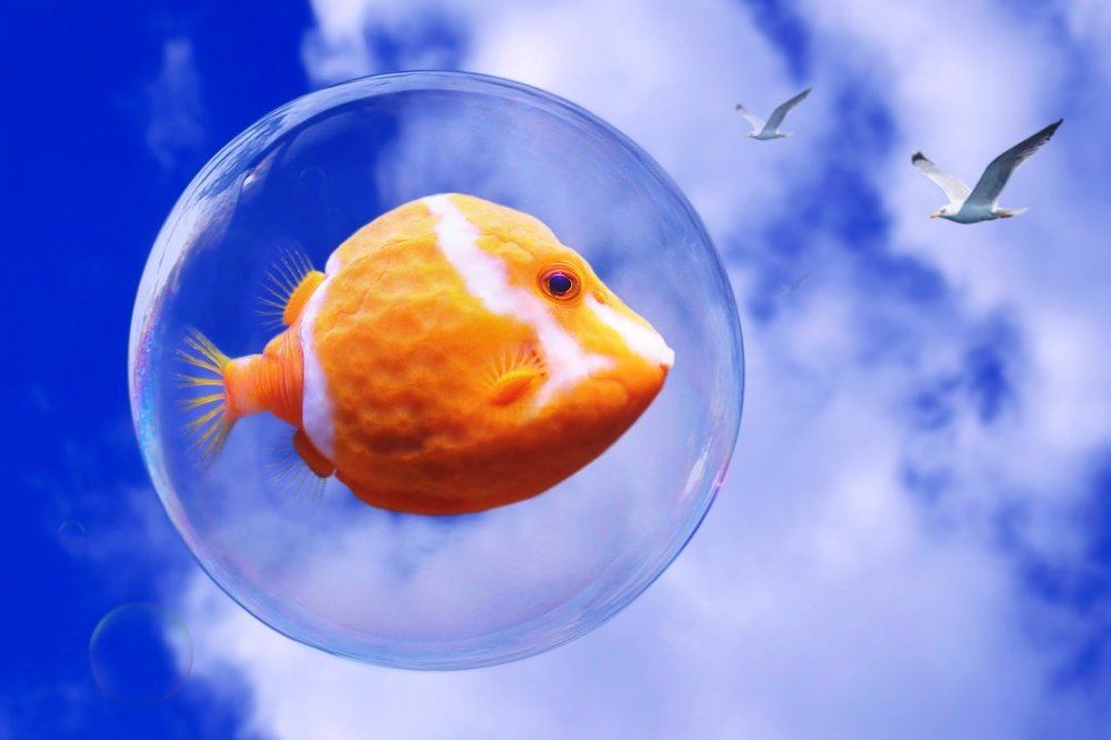 Куда приводят мечты...