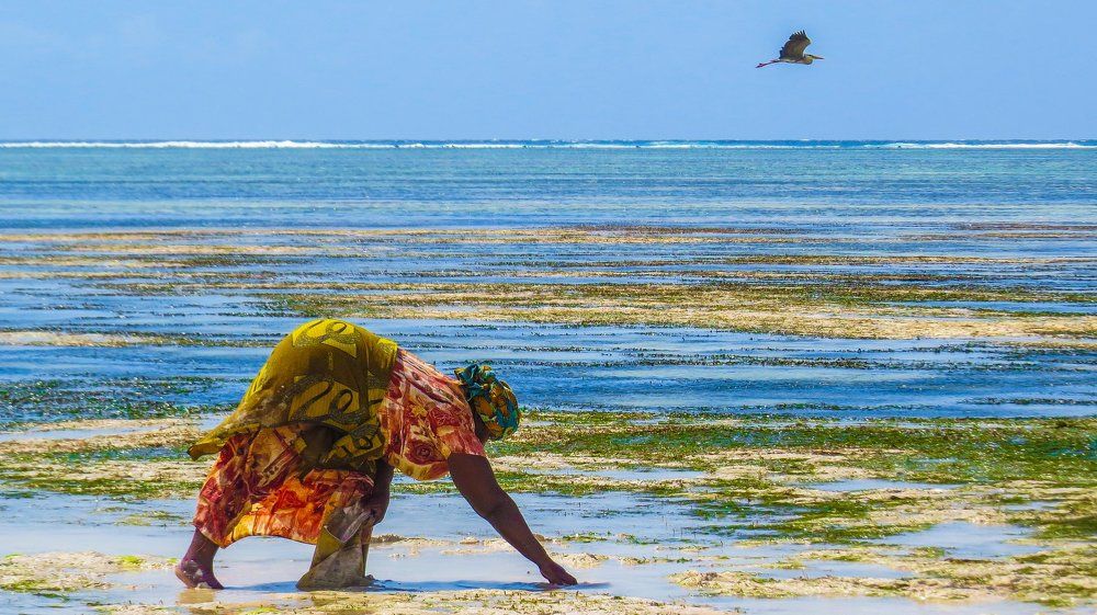 Плоды отлива в океане