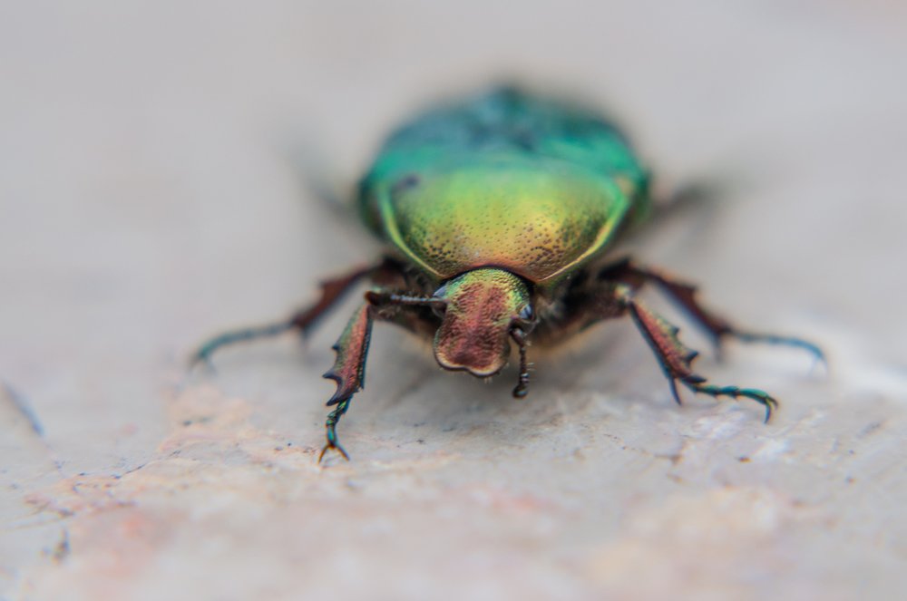 Рыцарь в доспехах