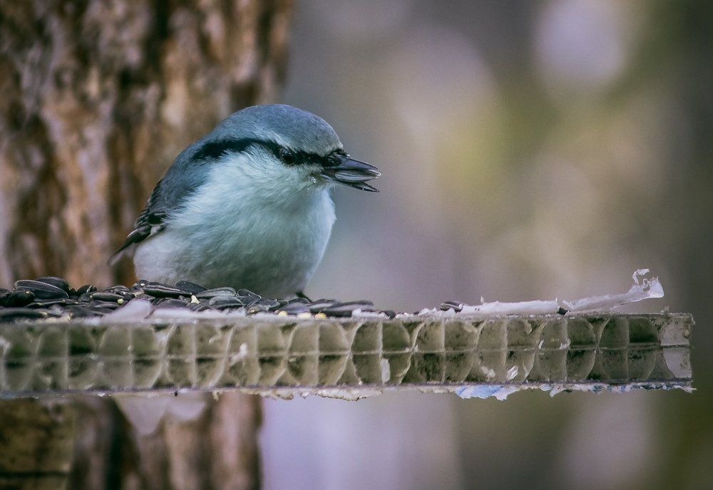 зимняя трапеза
