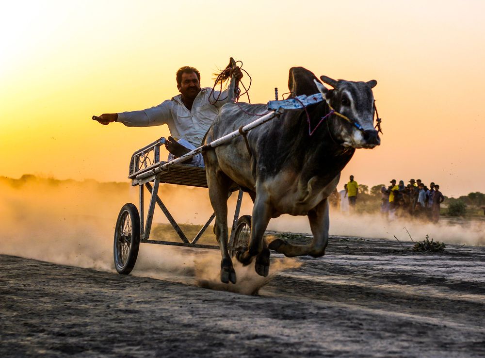 Bull Cart Race