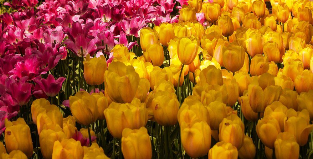 освещенные солнцем