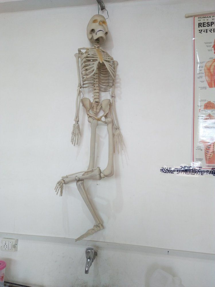 Human skeleton