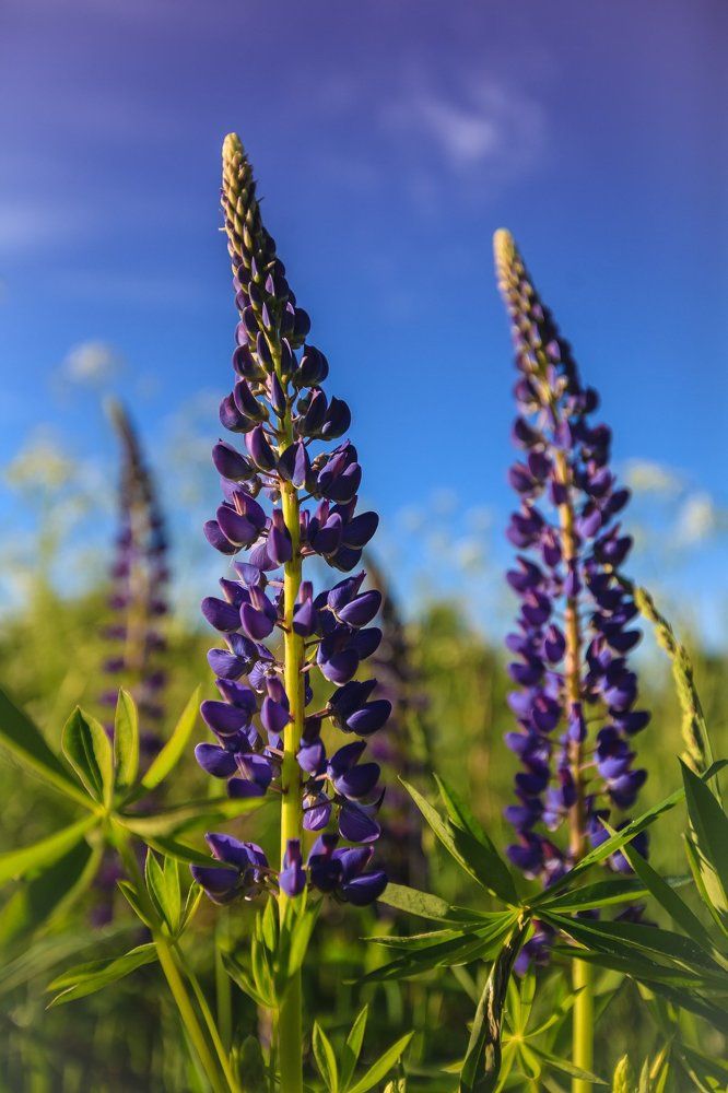 Purple lupines in a Sunny day