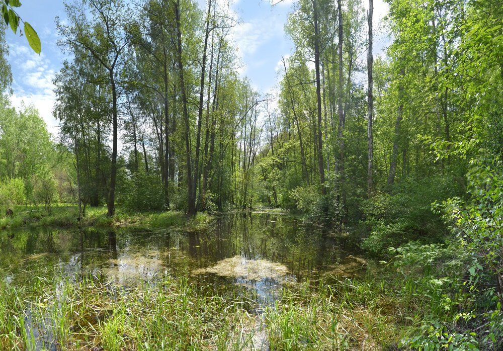 Лесные заводи