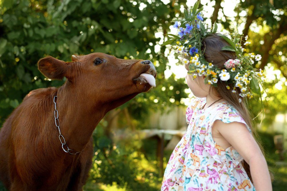 Любвеобильный теленок