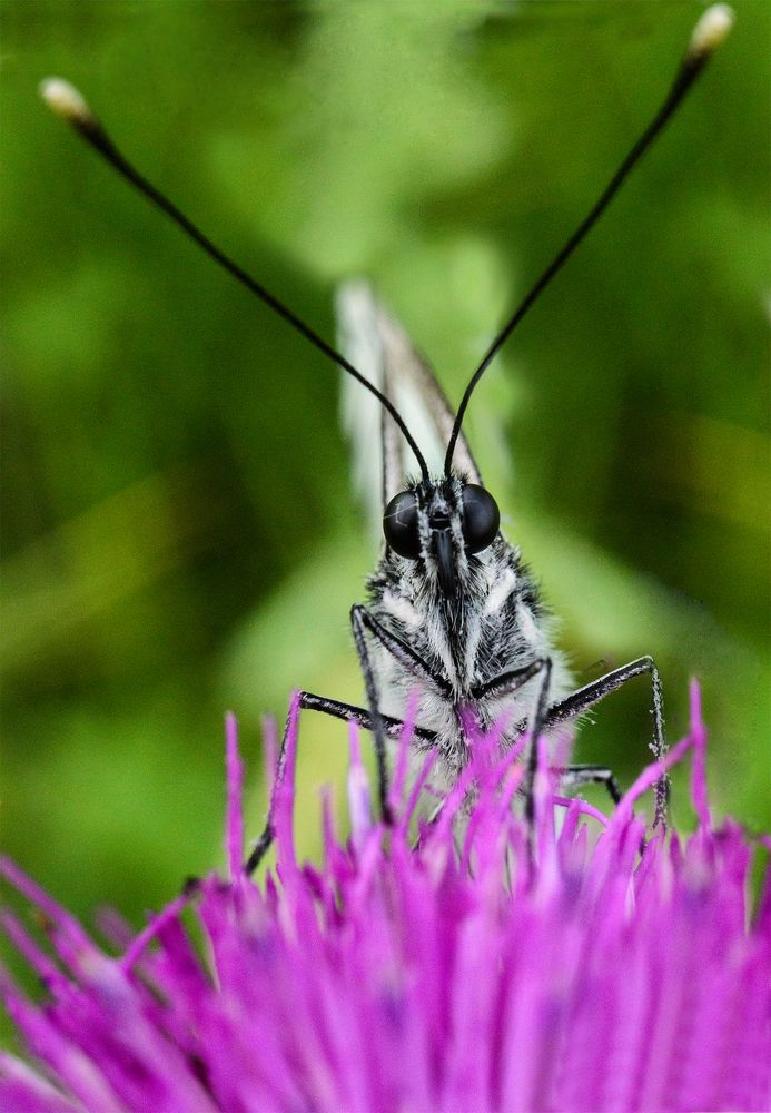 Боярышница