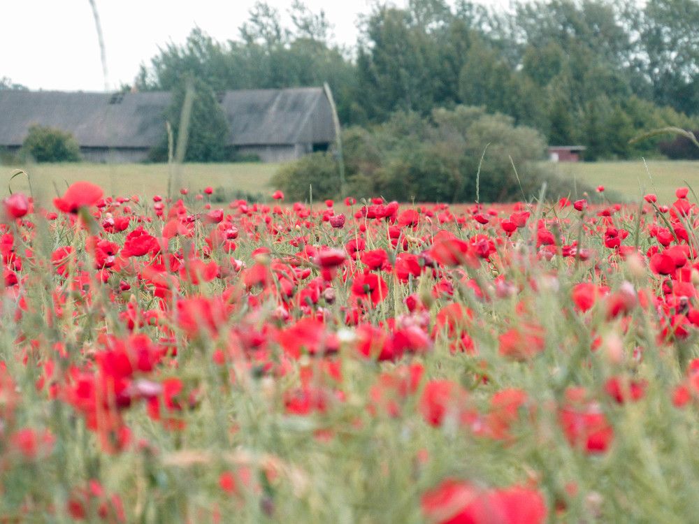 Маковые мечты