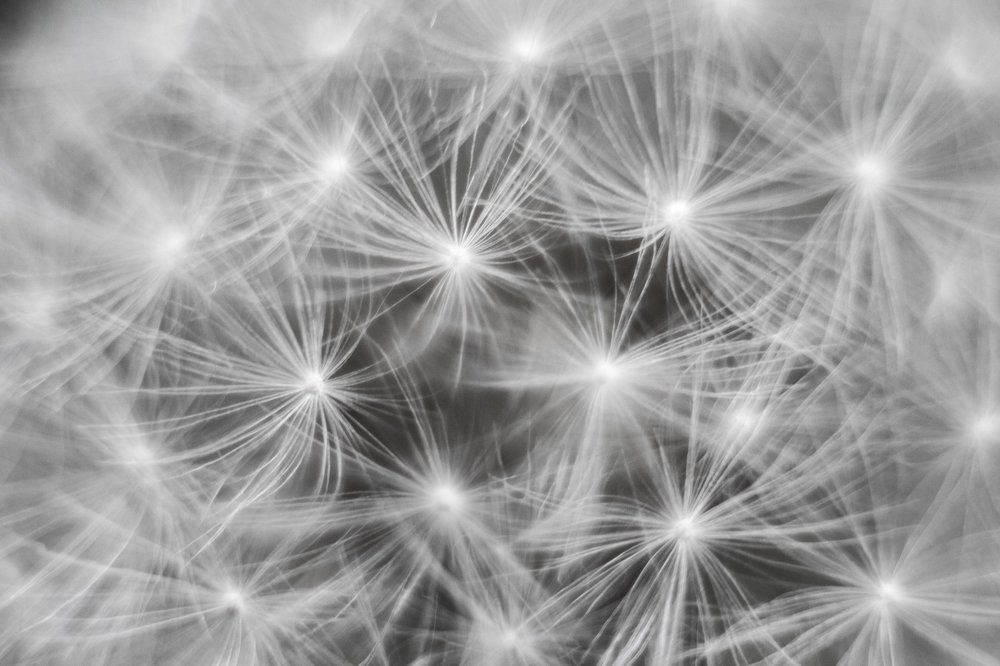 одуванчиковый фон)