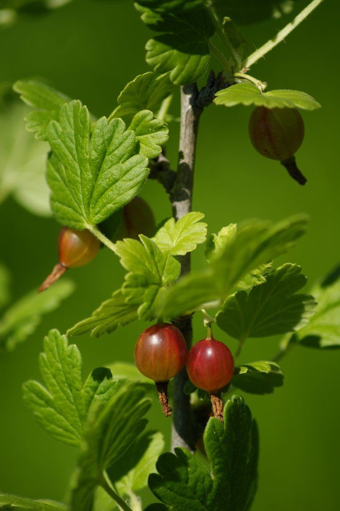 Крыжовник