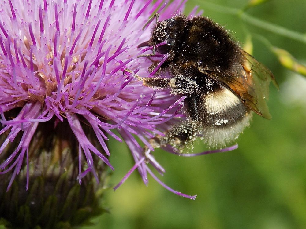 Сбор пыльцы