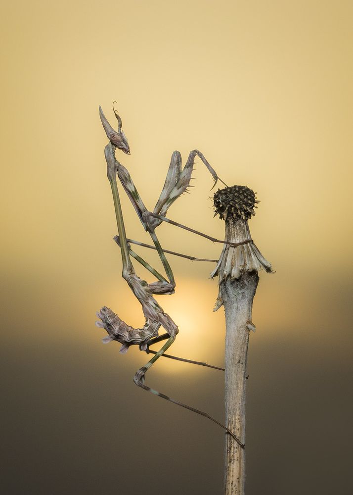 sunset mantis