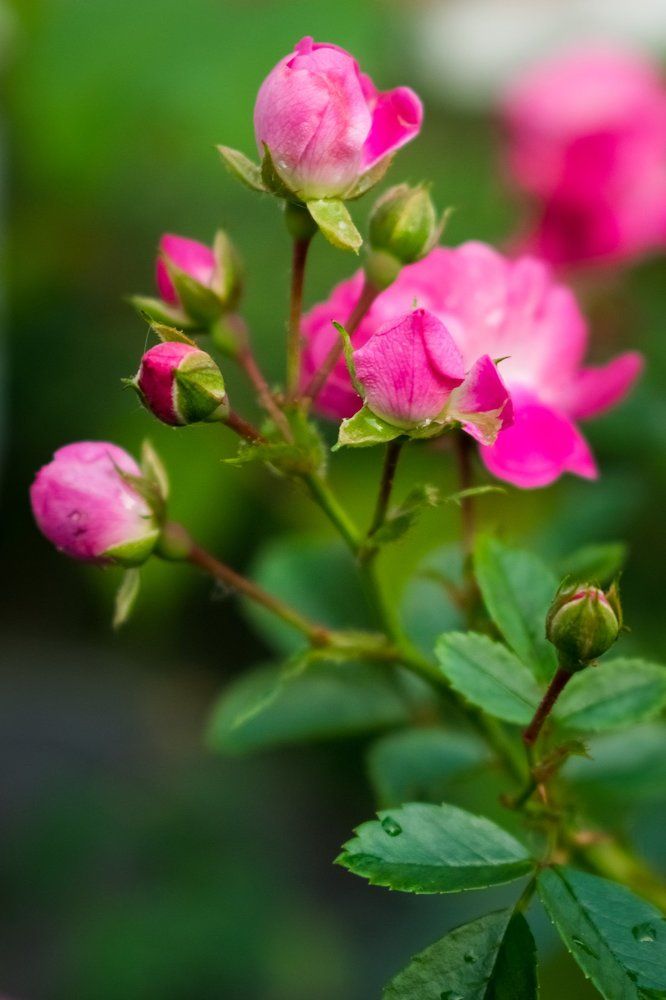 Розовые розы