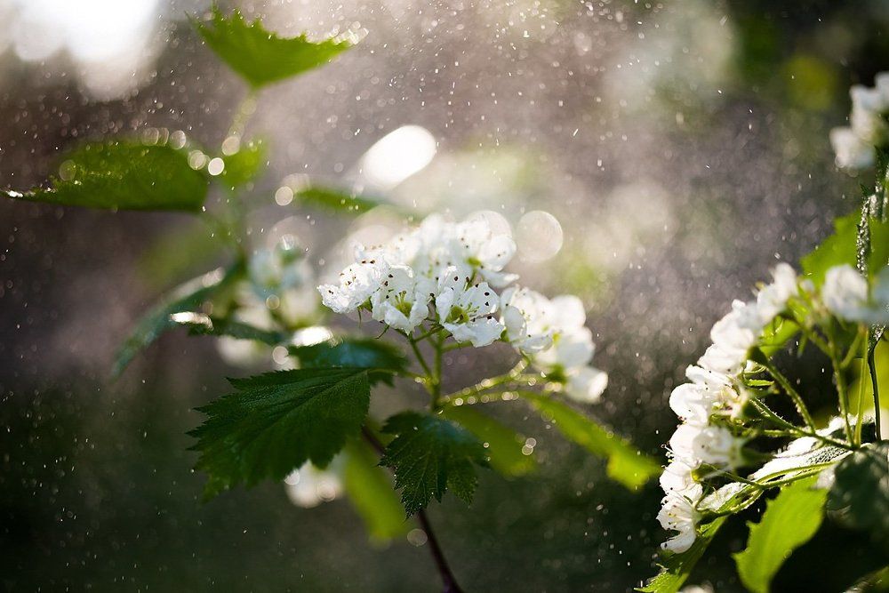 Цвет боярышника