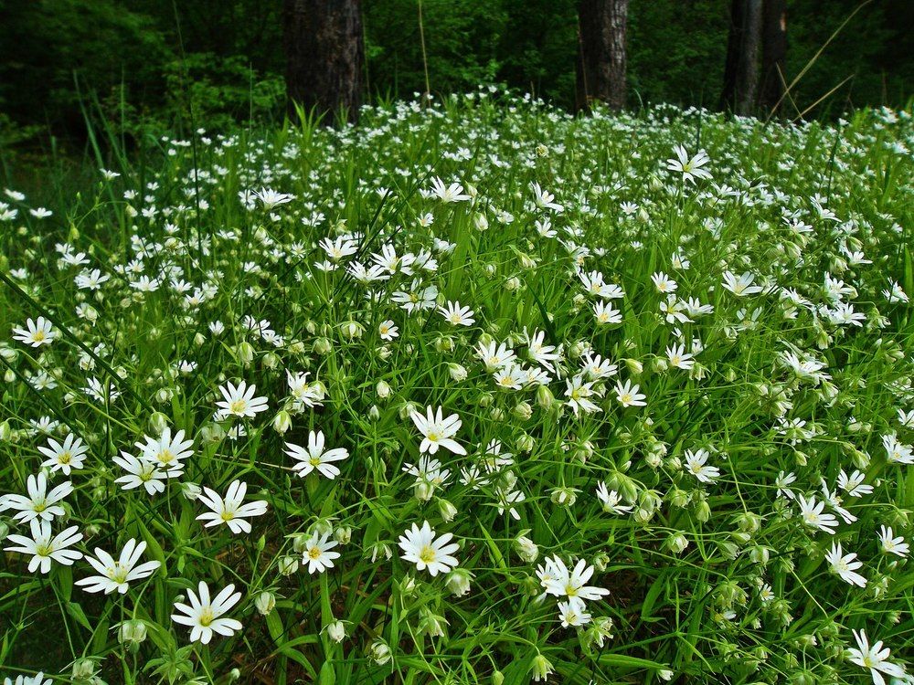 Лесная поляна