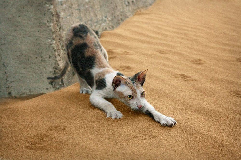 Photograph by Елена Аркадова