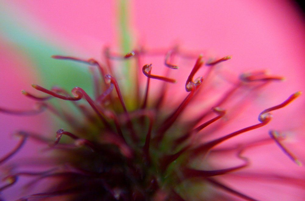 Макро цветок