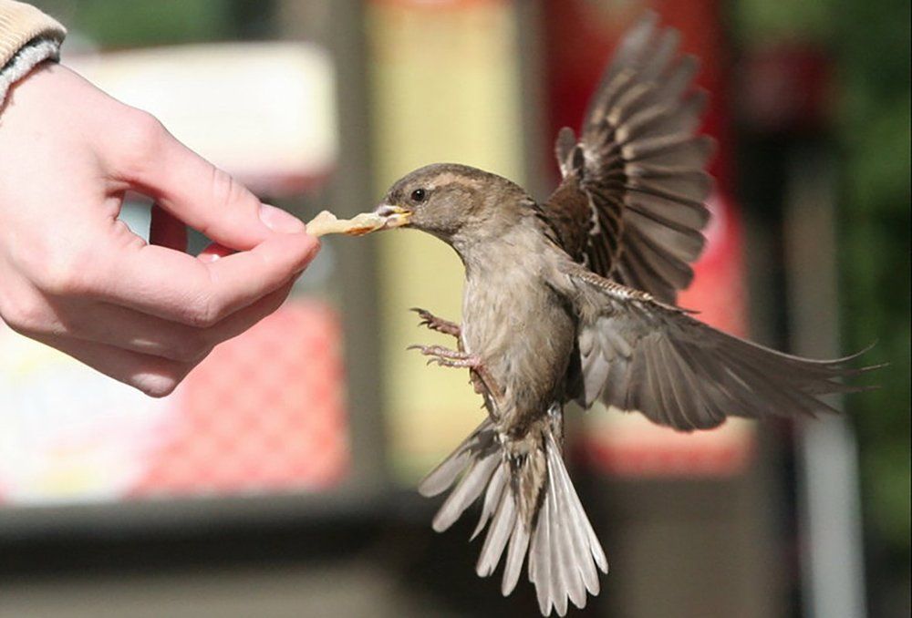 я душу дьяволу продам за бутерброд