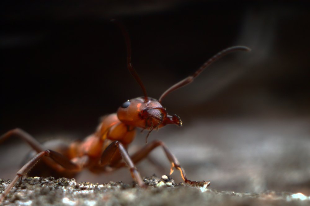 Муравей (ant)