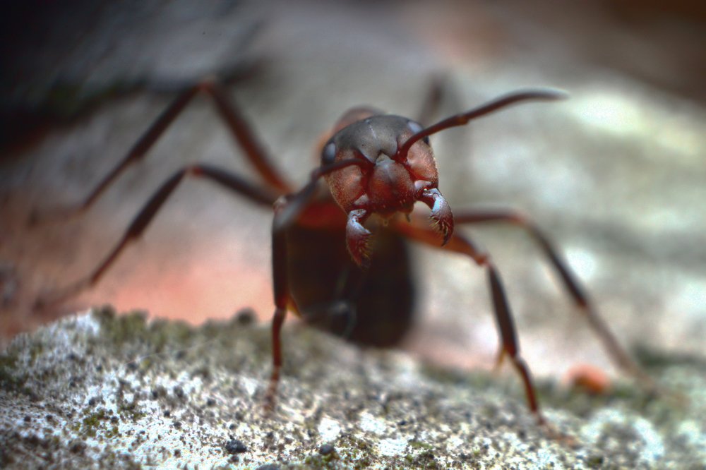 Ближе не подходи ! (Do not be closer)