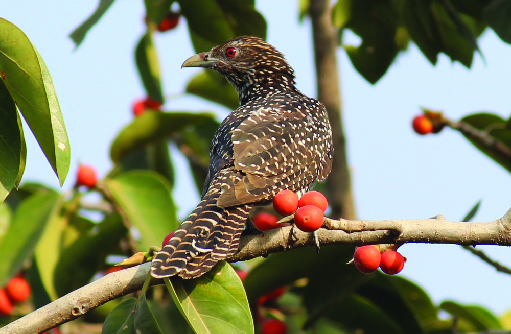 Wild bird angrily watching to another birds