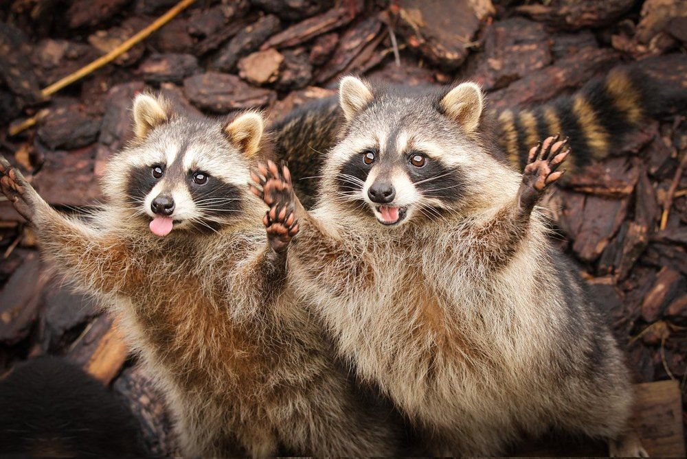 Веселые еноты