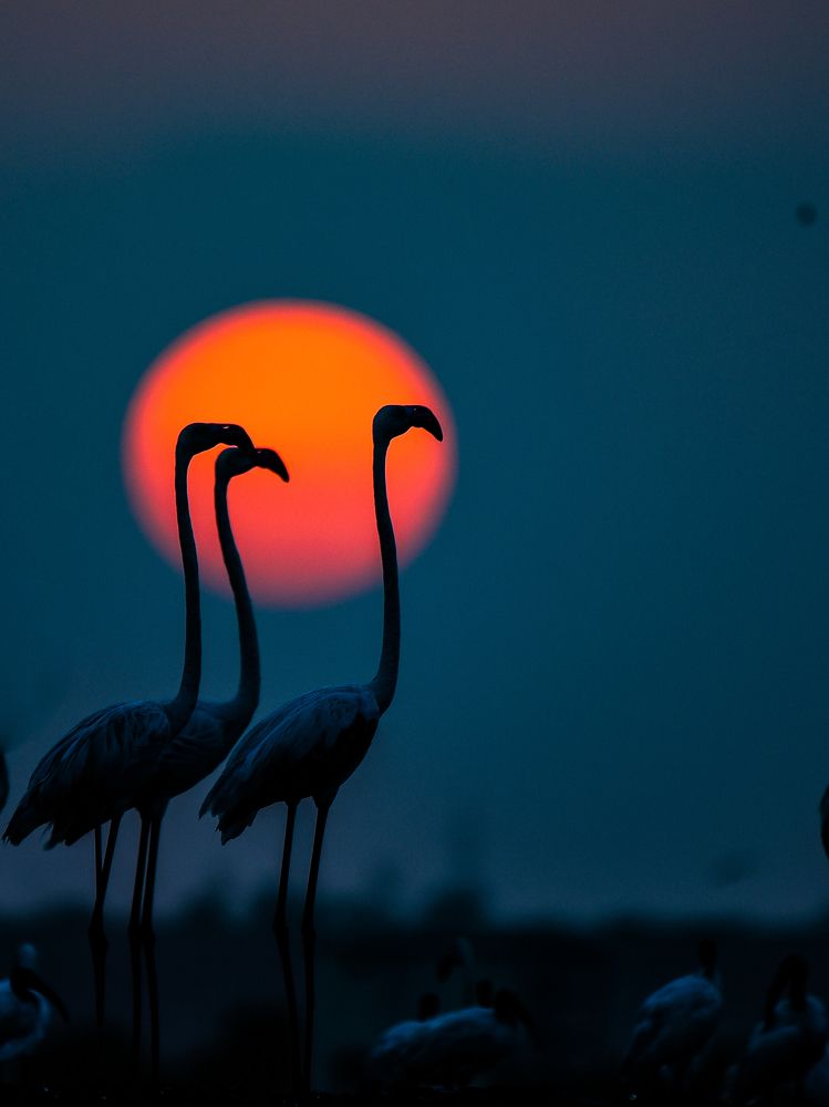 Sunset Flamingoes