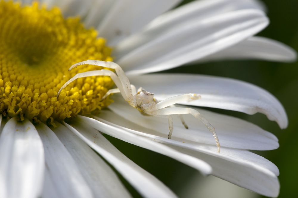 The prey that won't come