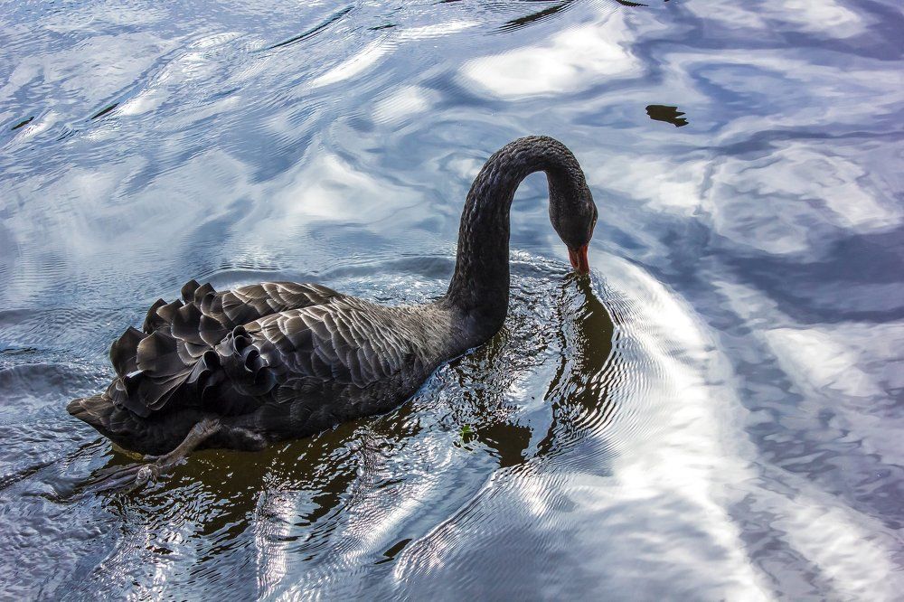 Чёрный лебедь