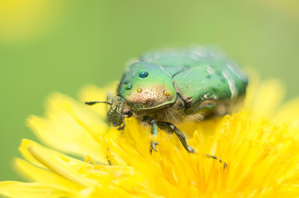 Капелька бронзовки