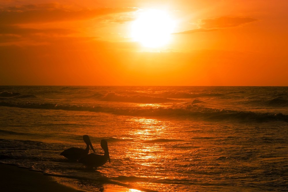 sunset of the pelican
