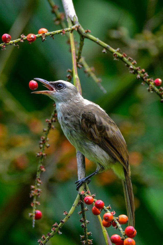Playing with the fruit.