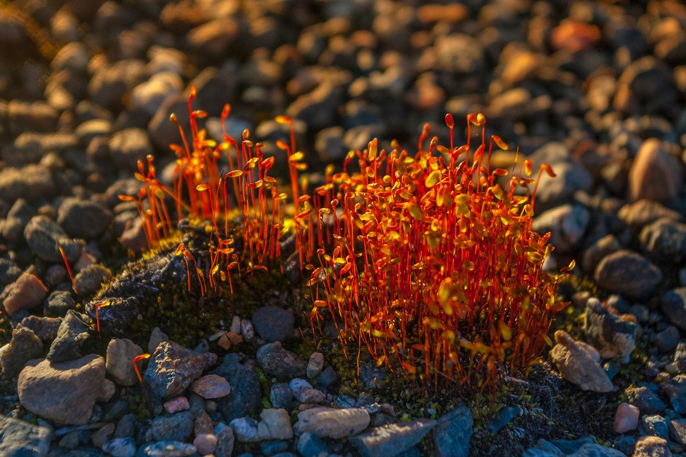 Необычная Лапландская флора