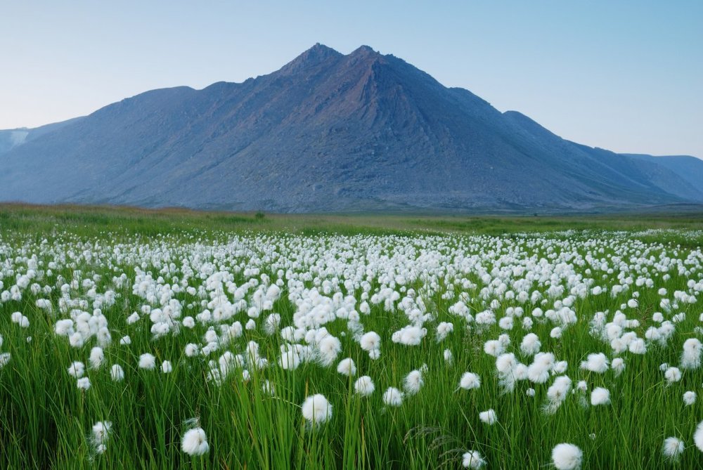 Гора Старик-Из, 1280 м и пушица болотная