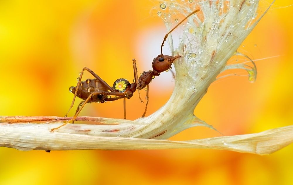 Ant And Water Bubble