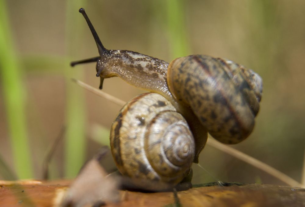 Есть кто дома? Маша выйдет?