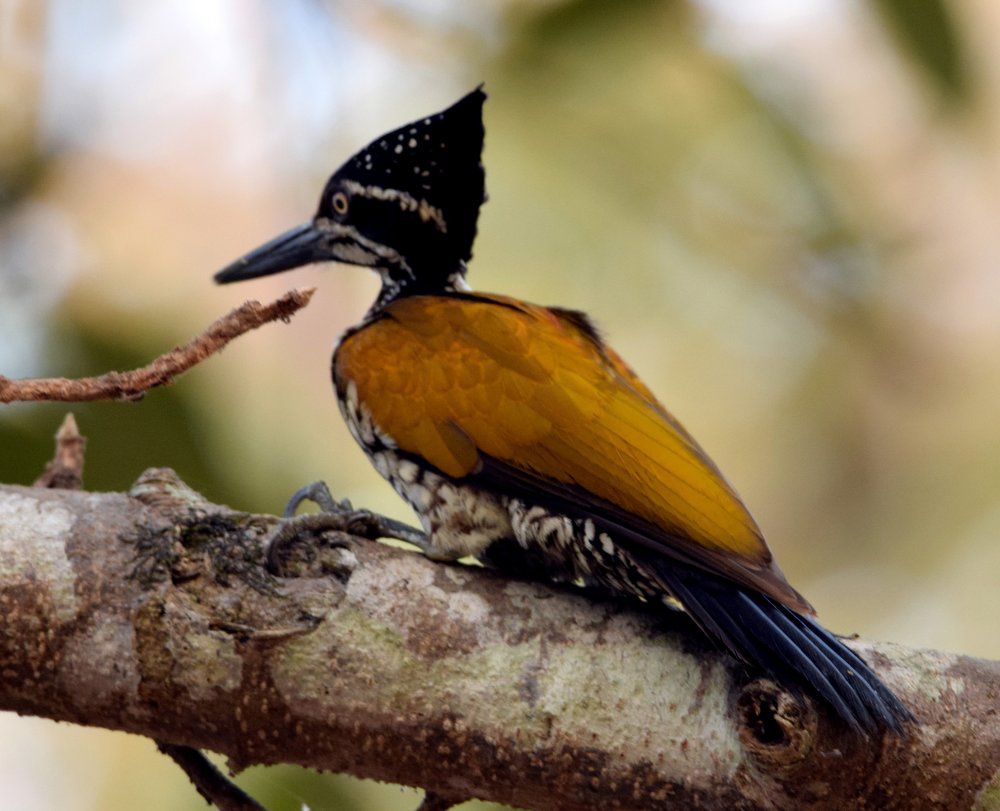 The Greater Goldenback Woodpeacker