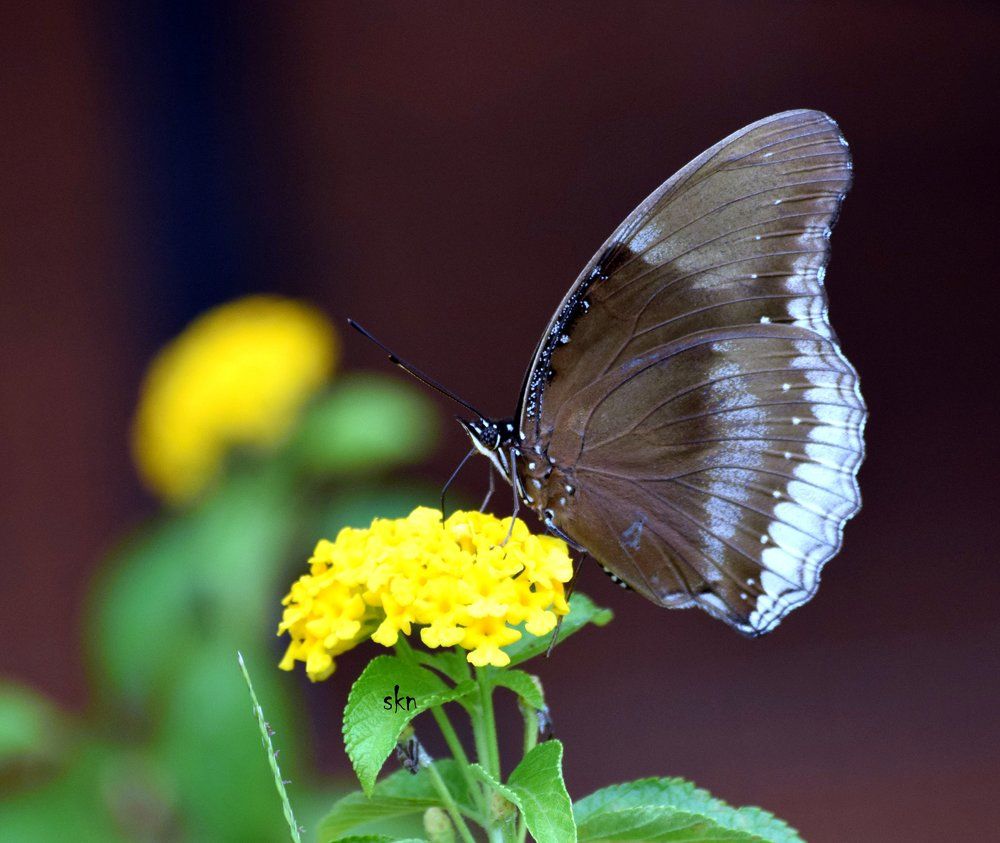 Beauty lies within - Butterfly