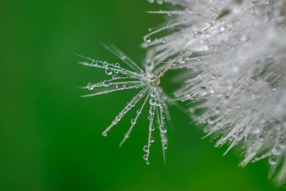 Одуванчик после дождя
