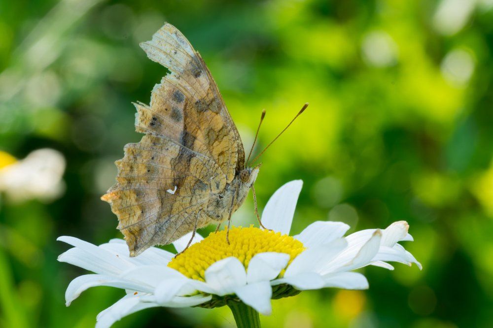Бабочка на ромашке