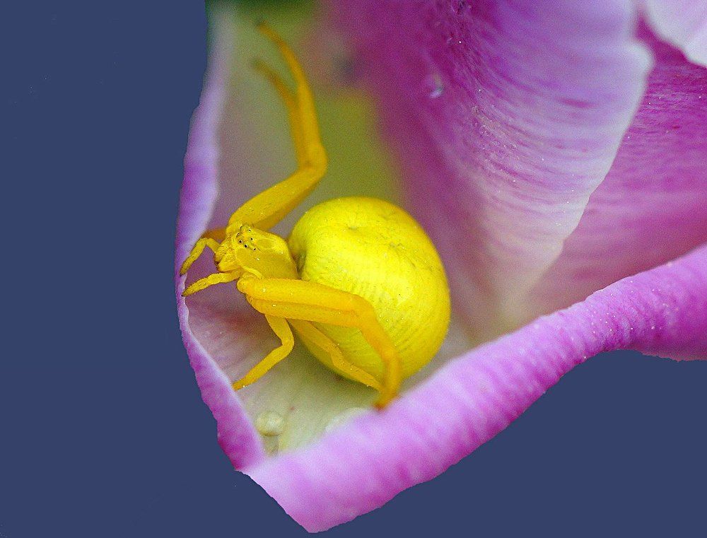 Паук -бокоход.