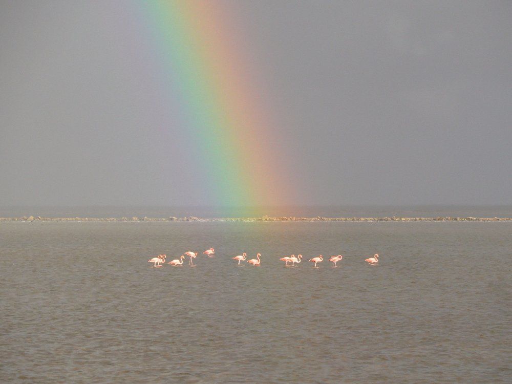 фламинго под радугой