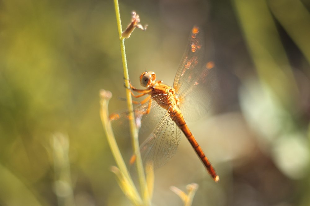 бронзовые крылышки