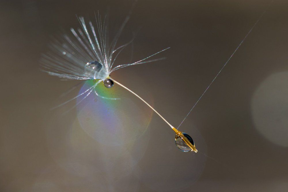 Жизнь на волоске