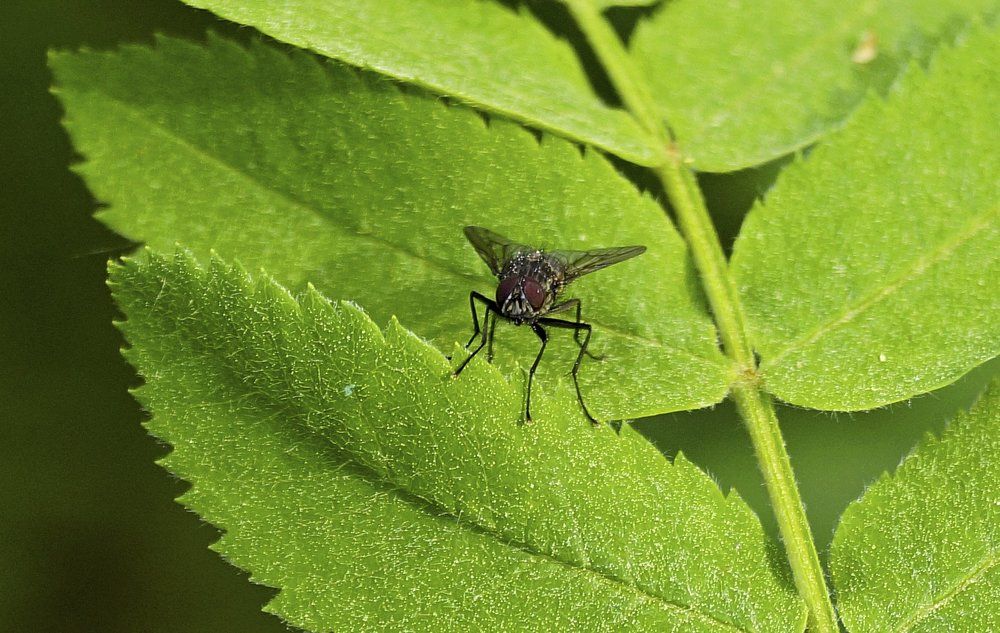 Fly