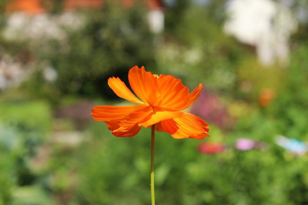 Цветы под ногами