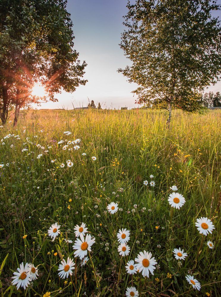 Летний вечер